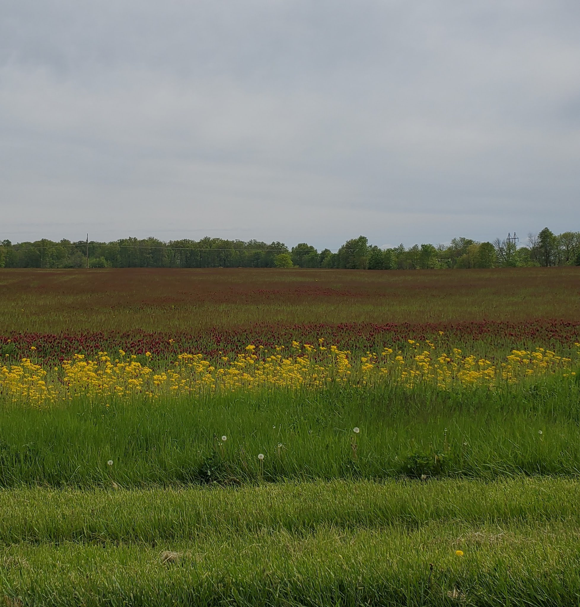Picture is of an Ohio meadow full of flowers, yellow in front, with whispy burgundy stretching into a deciduous forest on the horizon.